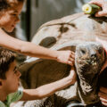 kids petting a tortoise
