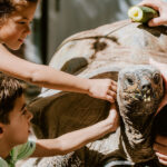 kids petting a tortoise